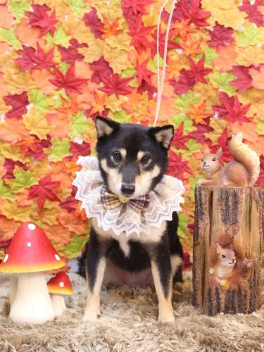 20241123小町ちゃん